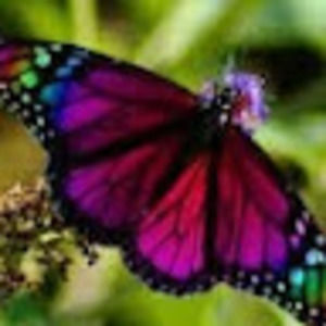 Meet your Posher, Shirley